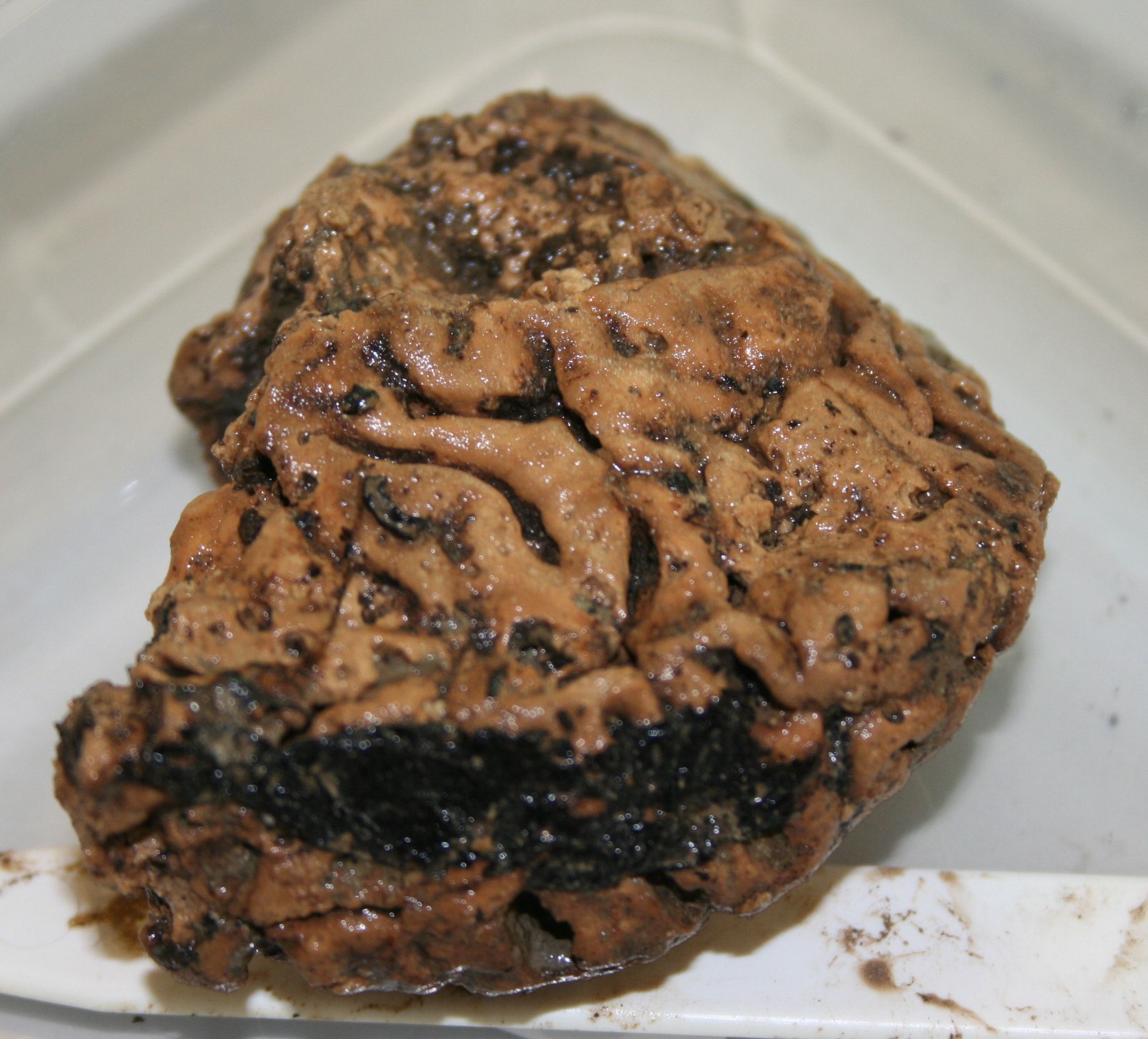 heslington brain